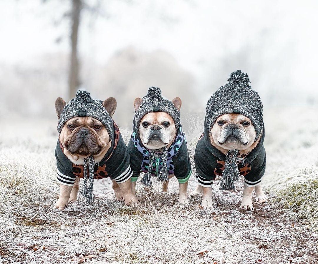 Fluffy Polar Pom Knitted Dog Hat - Winter Fashion Statement