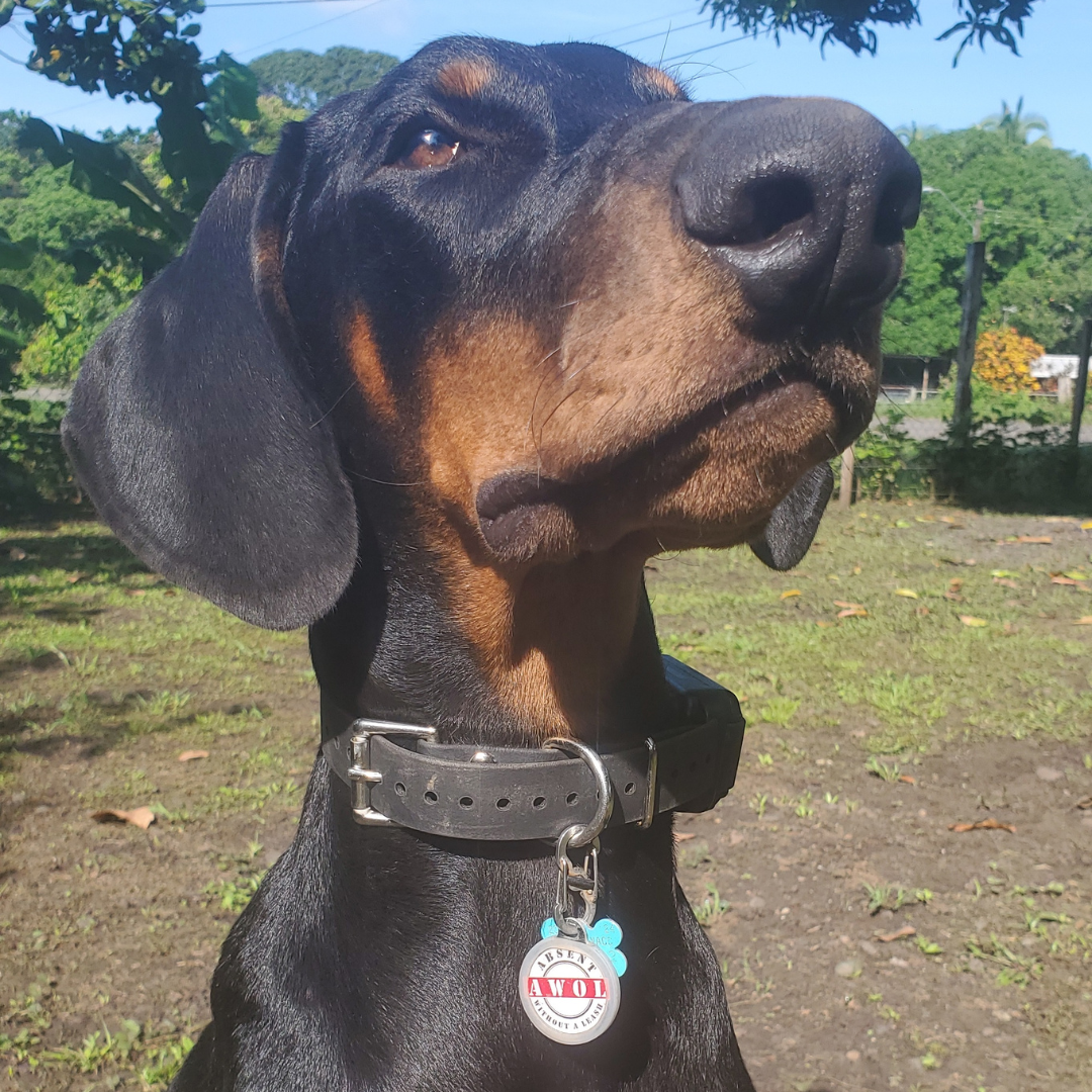 PetHub QR Pet ID Tag – Absent Without a Leash (AWOL)