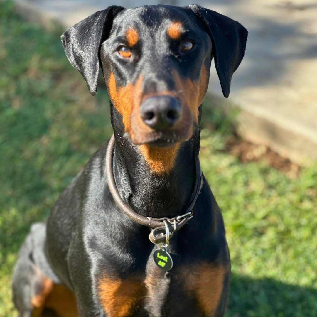 QR ID Pet Tag - Lost AF