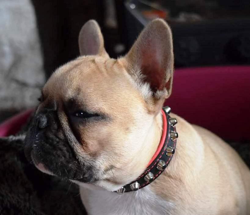 The "Rock" collar by Bestia 100% genuine leather