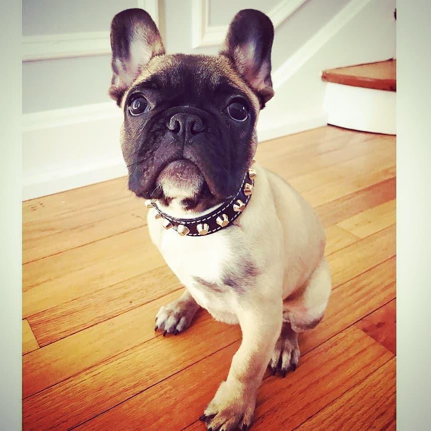 The "Rock" collar by Bestia 100% genuine leather