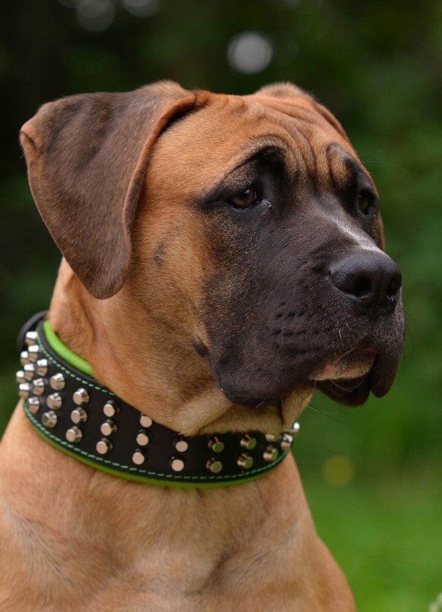 The "Stud" dog collar by Bestia