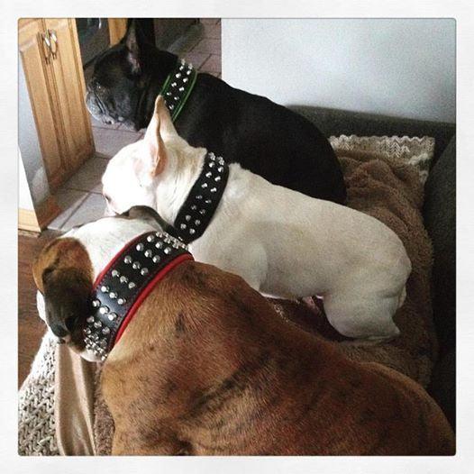 The "Stud" dog collar by Bestia