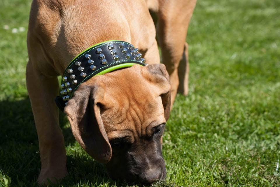 The "Stud" dog collar by Bestia