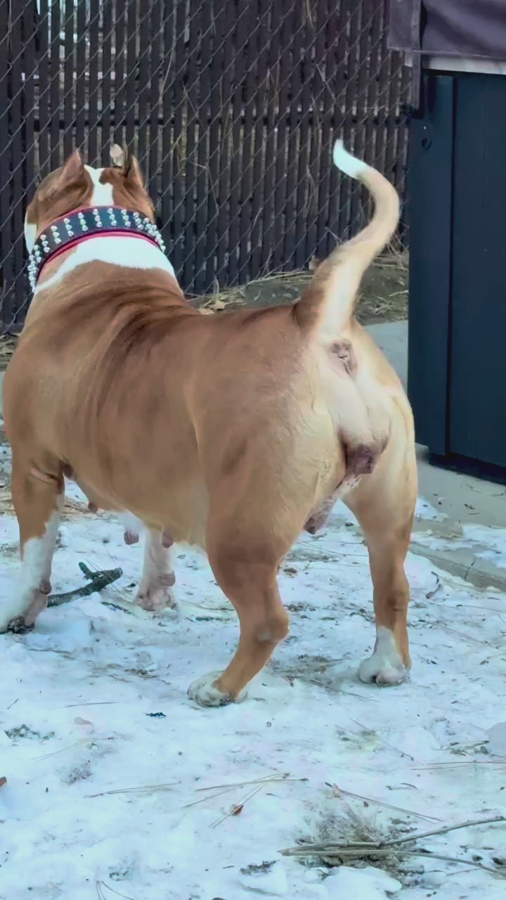 The "Stud" dog collar by Bestia